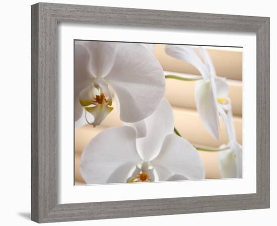 White Orchids III-Nicole Katano-Framed Photo