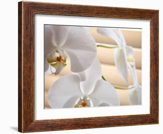 White Orchids III-Nicole Katano-Framed Photo