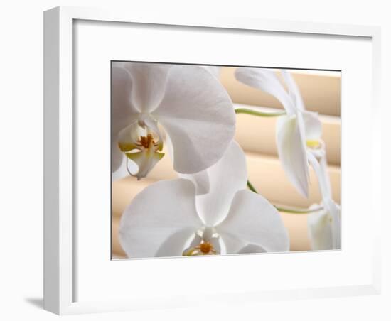 White Orchids III-Nicole Katano-Framed Photo