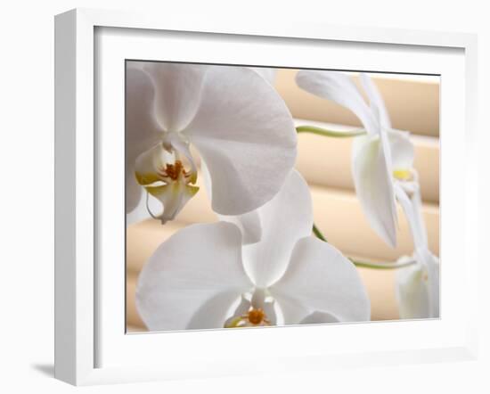 White Orchids III-Nicole Katano-Framed Photo