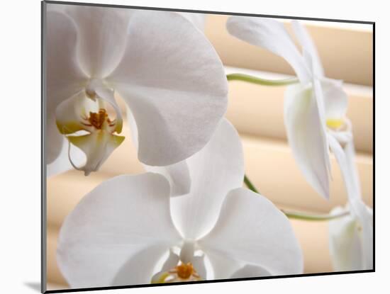 White Orchids III-Nicole Katano-Mounted Photo