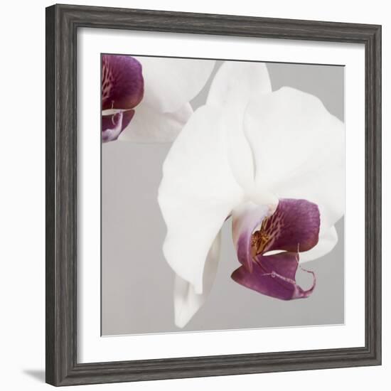 White Orchids on Grey-Tom Quartermaine-Framed Giclee Print