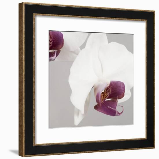 White Orchids on Grey-Tom Quartermaine-Framed Giclee Print