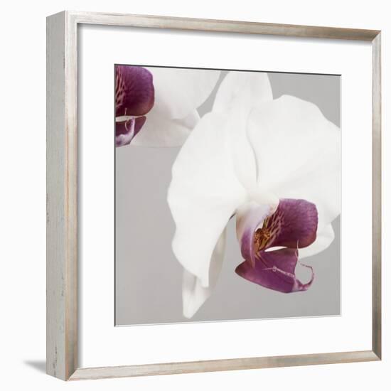 White Orchids on Grey-Tom Quartermaine-Framed Giclee Print