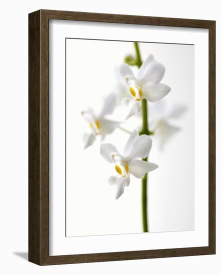 White Orchids-null-Framed Photographic Print