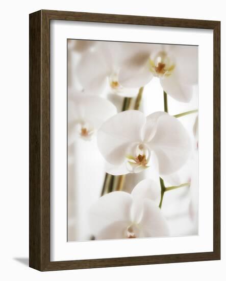 White Orchids-Savanah Plank-Framed Photo