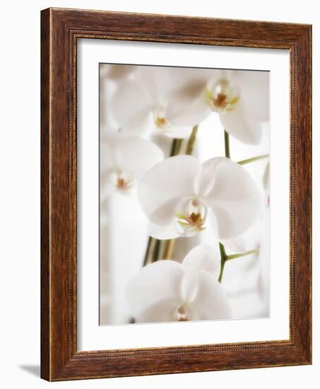 White Orchids-Savanah Plank-Framed Photo