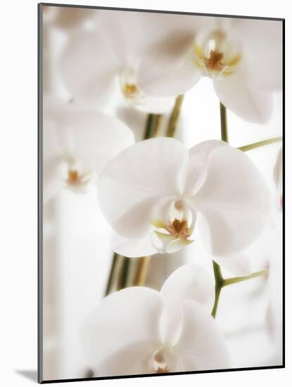 White Orchids-Savanah Plank-Mounted Photo
