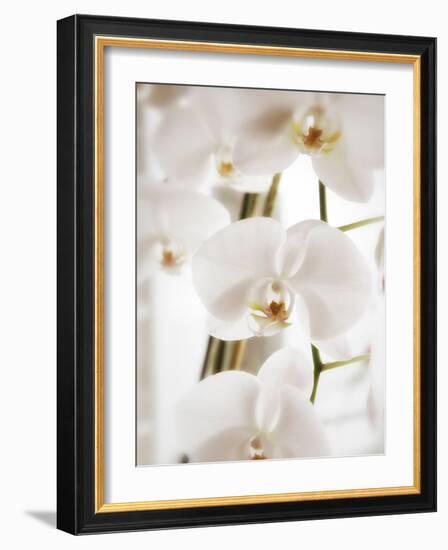 White Orchids-Savanah Plank-Framed Photo