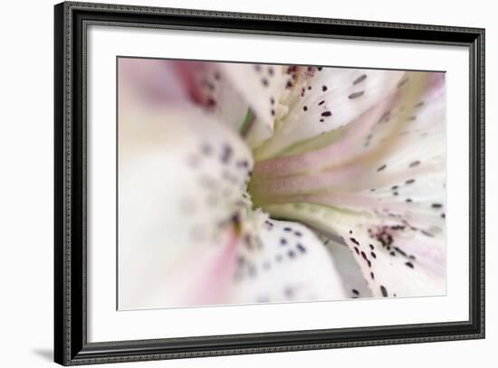 White Oriental Lilly Abstract-Anna Miller-Framed Photographic Print