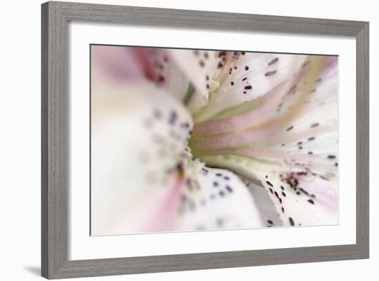 White Oriental Lilly Abstract-Anna Miller-Framed Photographic Print