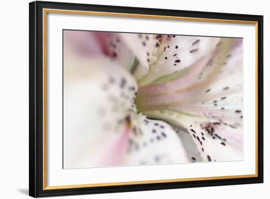 White Oriental Lilly Abstract-Anna Miller-Framed Photographic Print