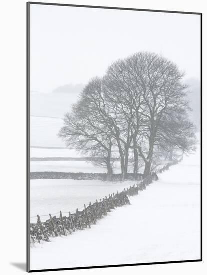 White Out-Doug Chinnery-Mounted Photographic Print