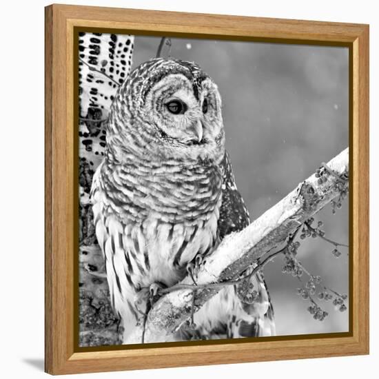 White Owl-null-Framed Premier Image Canvas