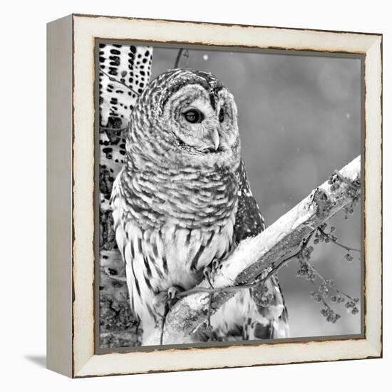 White Owl-null-Framed Premier Image Canvas
