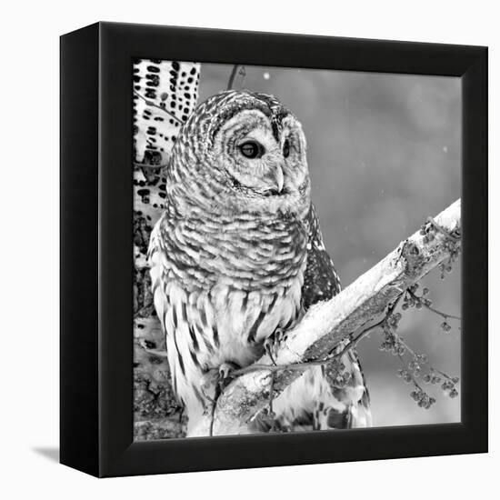 White Owl-null-Framed Premier Image Canvas