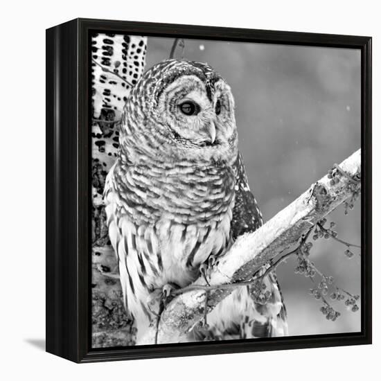 White Owl-null-Framed Premier Image Canvas