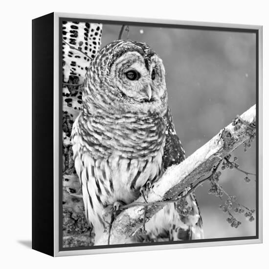 White Owl-null-Framed Premier Image Canvas