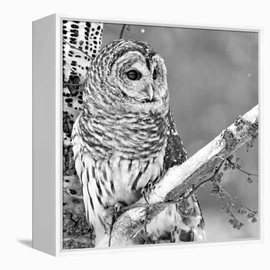 White Owl-null-Framed Premier Image Canvas