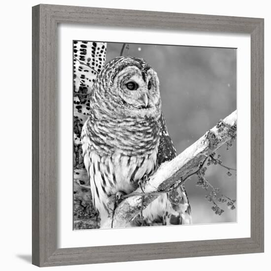 White Owl-null-Framed Photographic Print