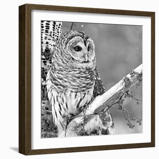 White Owl-null-Framed Photographic Print