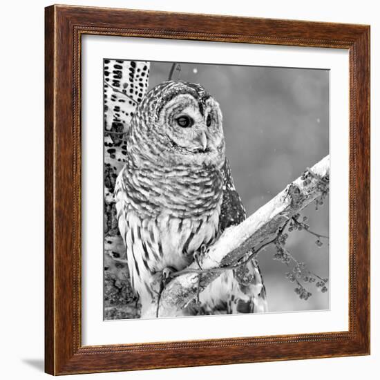 White Owl-null-Framed Photographic Print