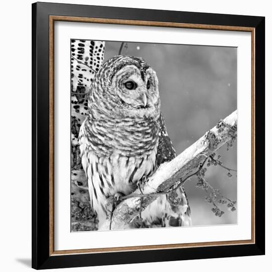 White Owl-null-Framed Photographic Print