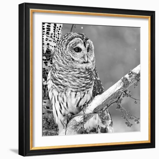 White Owl-null-Framed Photographic Print