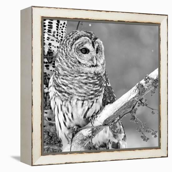 White Owl-PhotoINC Studio-Framed Premier Image Canvas