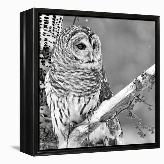 White Owl-PhotoINC Studio-Framed Premier Image Canvas