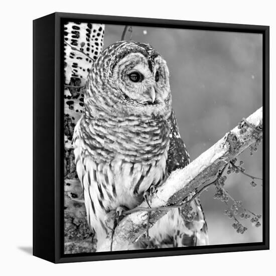 White Owl-PhotoINC Studio-Framed Premier Image Canvas