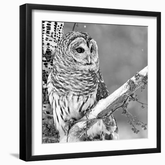 White Owl-PhotoINC Studio-Framed Photographic Print