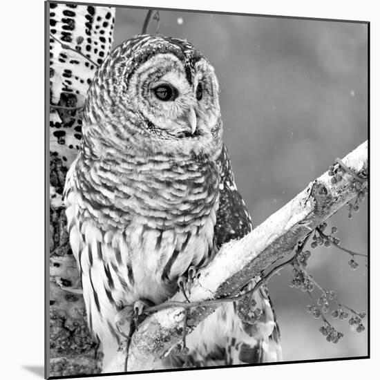 White Owl-PhotoINC Studio-Mounted Photographic Print
