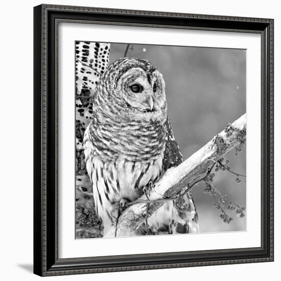 White Owl-PhotoINC Studio-Framed Photographic Print