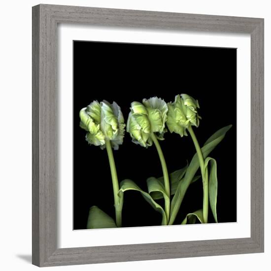 White Parrot Tulips-Magda Indigo-Framed Photographic Print