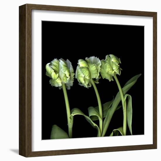 White Parrot Tulips-Magda Indigo-Framed Photographic Print