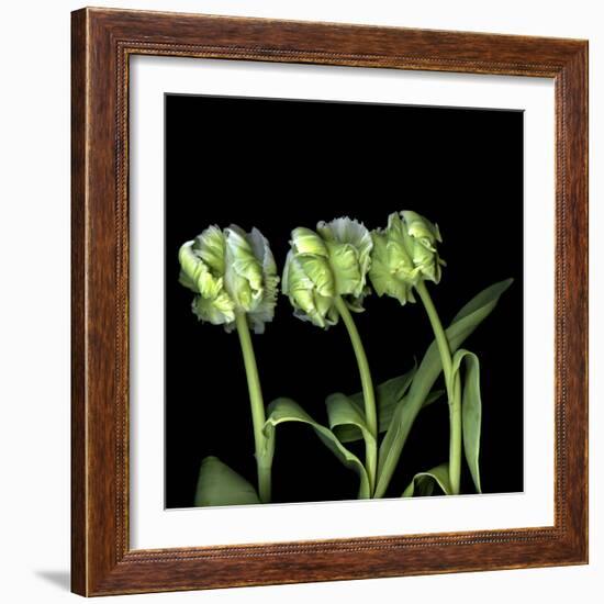 White Parrot Tulips-Magda Indigo-Framed Photographic Print