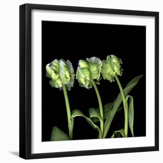 White Parrot Tulips-Magda Indigo-Framed Photographic Print