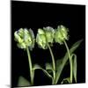 White Parrot Tulips-Magda Indigo-Mounted Photographic Print