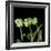 White Parrot Tulips-Magda Indigo-Framed Photographic Print