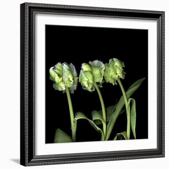 White Parrot Tulips-Magda Indigo-Framed Photographic Print