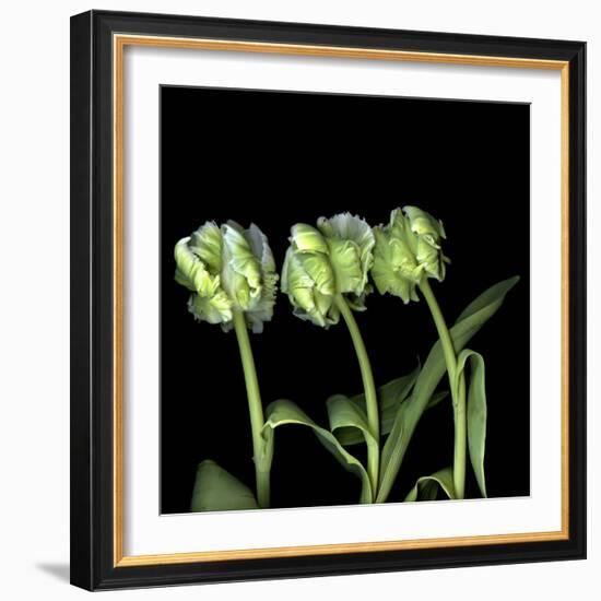 White Parrot Tulips-Magda Indigo-Framed Photographic Print