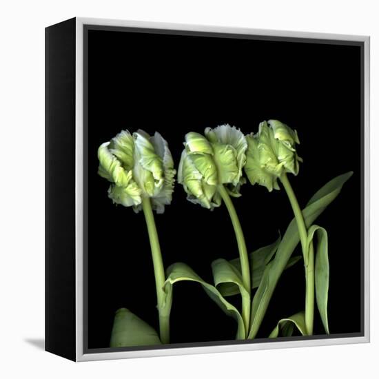 White Parrot Tulips-Magda Indigo-Framed Stretched Canvas