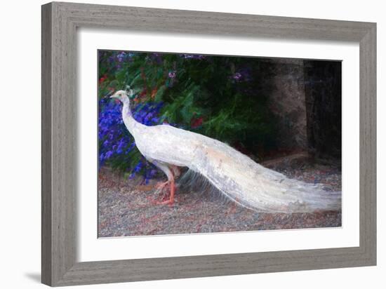 White Peacock, 2018,-Helen White-Framed Giclee Print