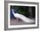 White Peacock, 2018,-Helen White-Framed Giclee Print