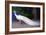 White Peacock, 2018,-Helen White-Framed Giclee Print