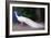White Peacock, 2018,-Helen White-Framed Giclee Print