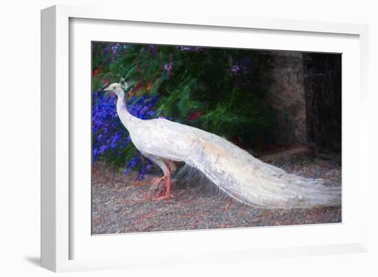 White Peacock, 2018,-Helen White-Framed Giclee Print