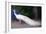 White Peacock, 2018,-Helen White-Framed Giclee Print