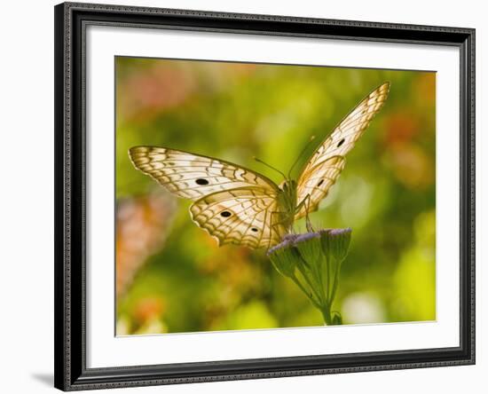 White Peacock Butterfly, Texas, USA-Larry Ditto-Framed Photographic Print